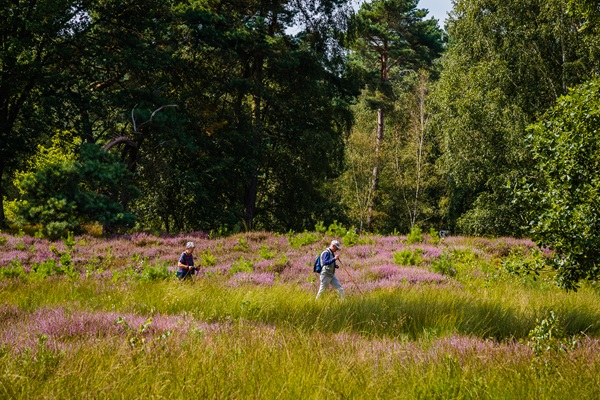Man en vrouw wandelen met nordic walking stokken over de prachtige Beegderhei di in volle bloei staat en daardoor paars kleurt.