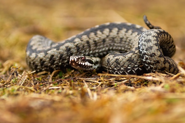 Adder lies curled up on the ground