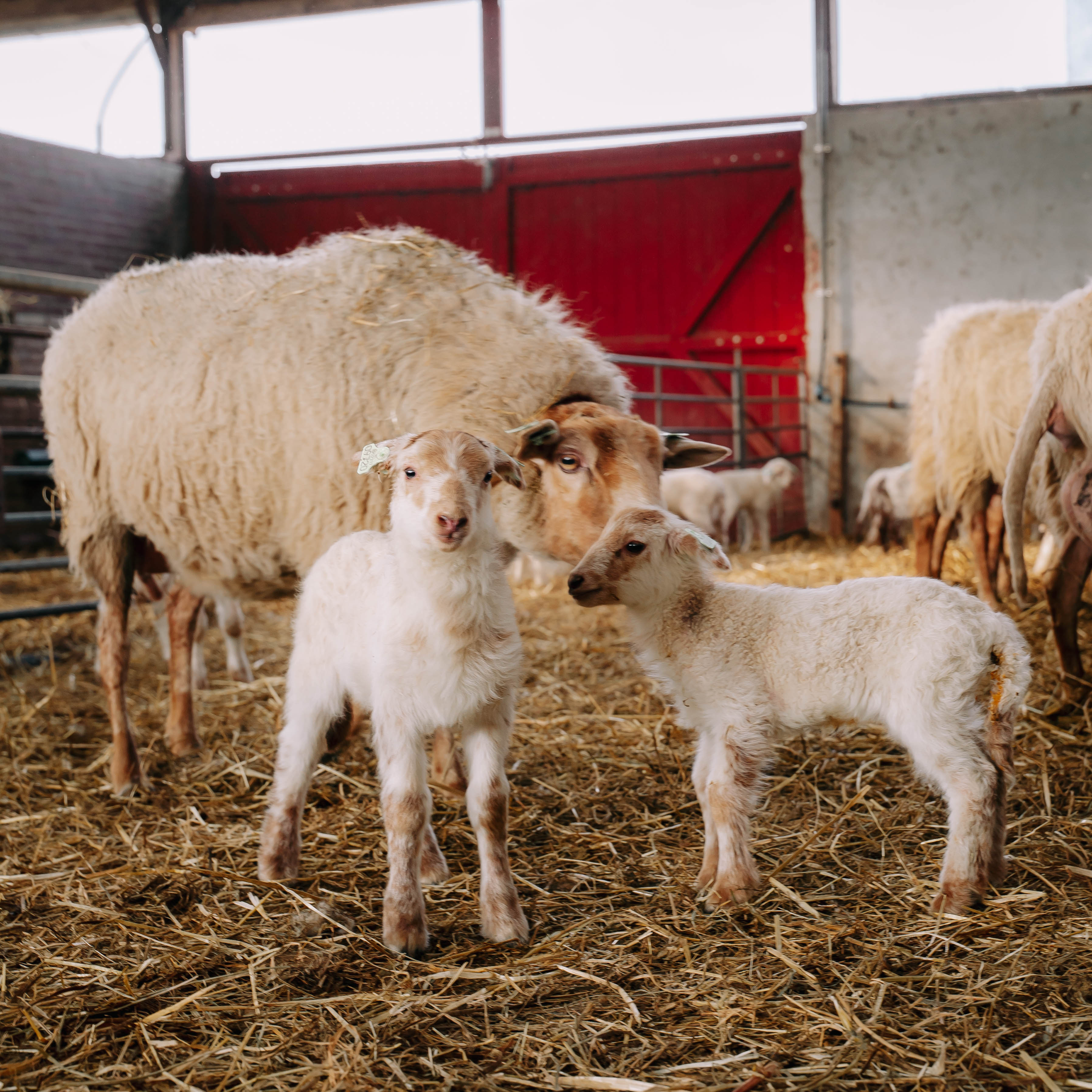 lammetjes met hun moeder De Wassum