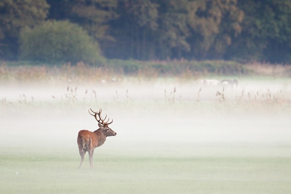 Red deer in the morning mist in GrensPark Kempen~Broek
