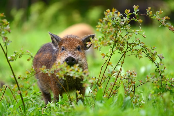 Wild boar looks into the camera from behind a twig