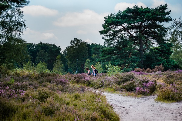 Wandelaars wandelen door de heide op Nationaalparkregio De Meinweg