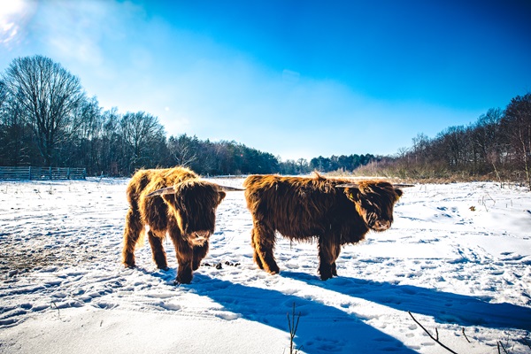 Schotse Hooglanders in de sneeuw bij natuurgebied de Laurabossen