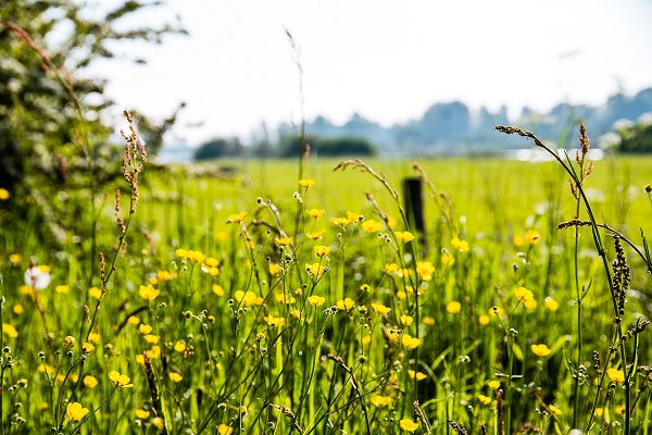 Butterblumen blühen in einem Naturschutzgebiet in Roermond