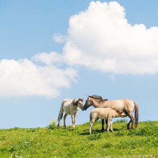 Paarden bij de Grensmaas