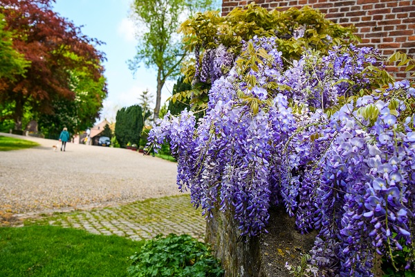 Paarse bloemen in bloei in een park in het Hart van Limburg