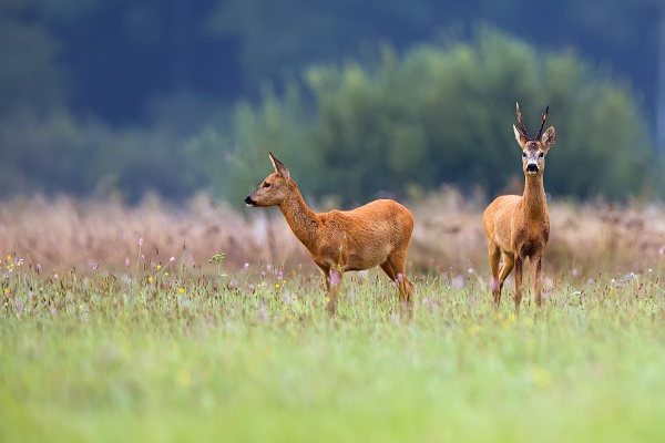 Male and female roe deer stand in a field