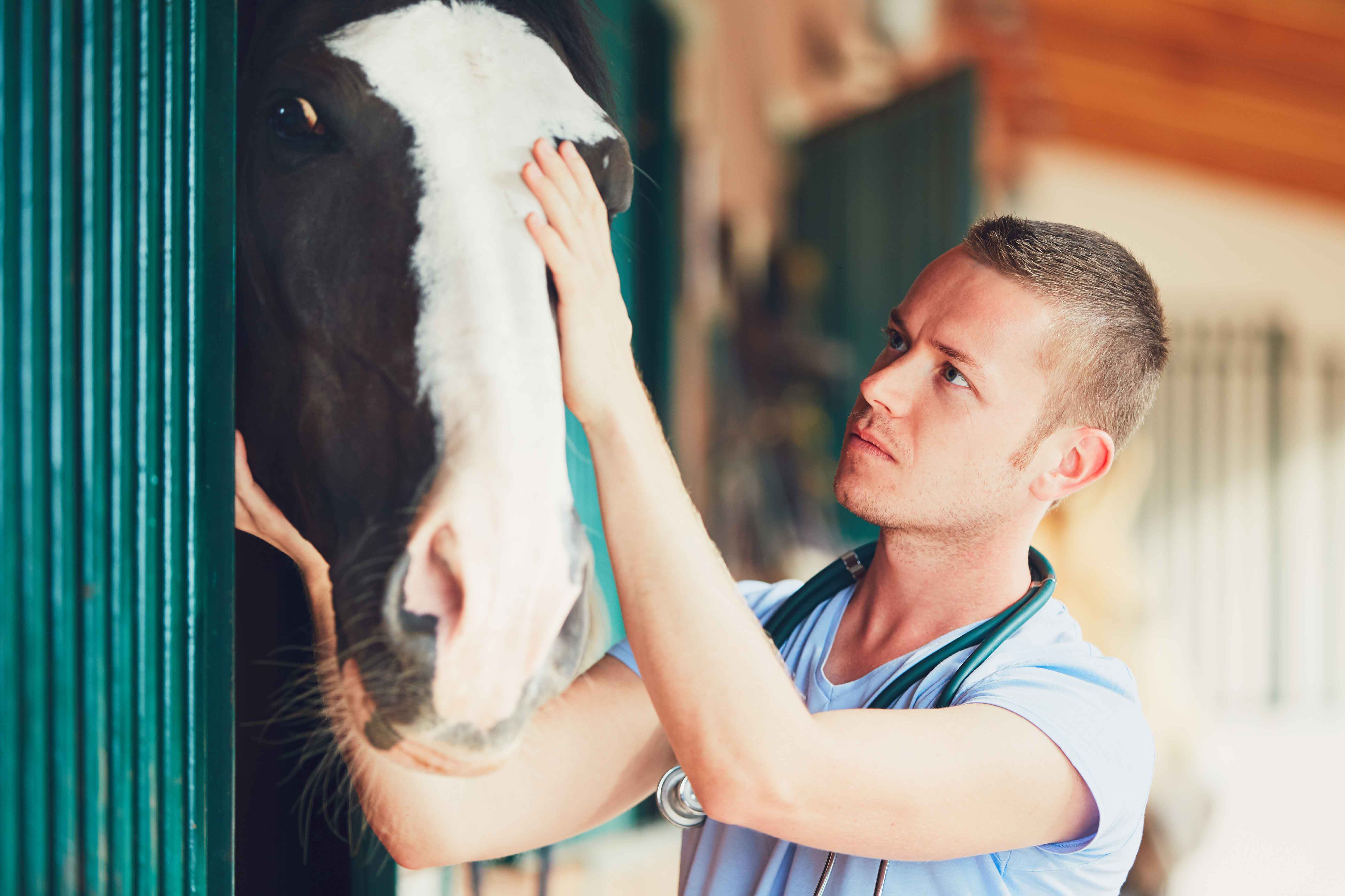 Tierarzt streichelt Pferd