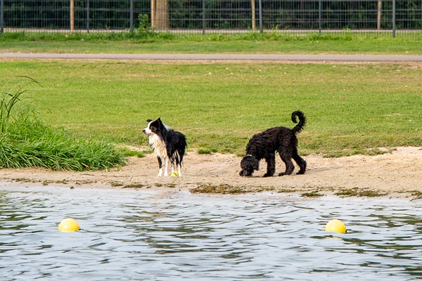 Dogs play at Doggy Beach in Roermond