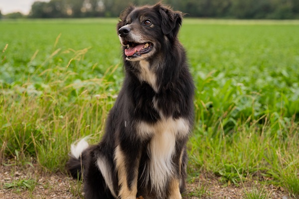 Max rests during his walk in the off-leash area of NP De Meinweg