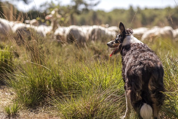 Wandelen met de hond bij de schapen