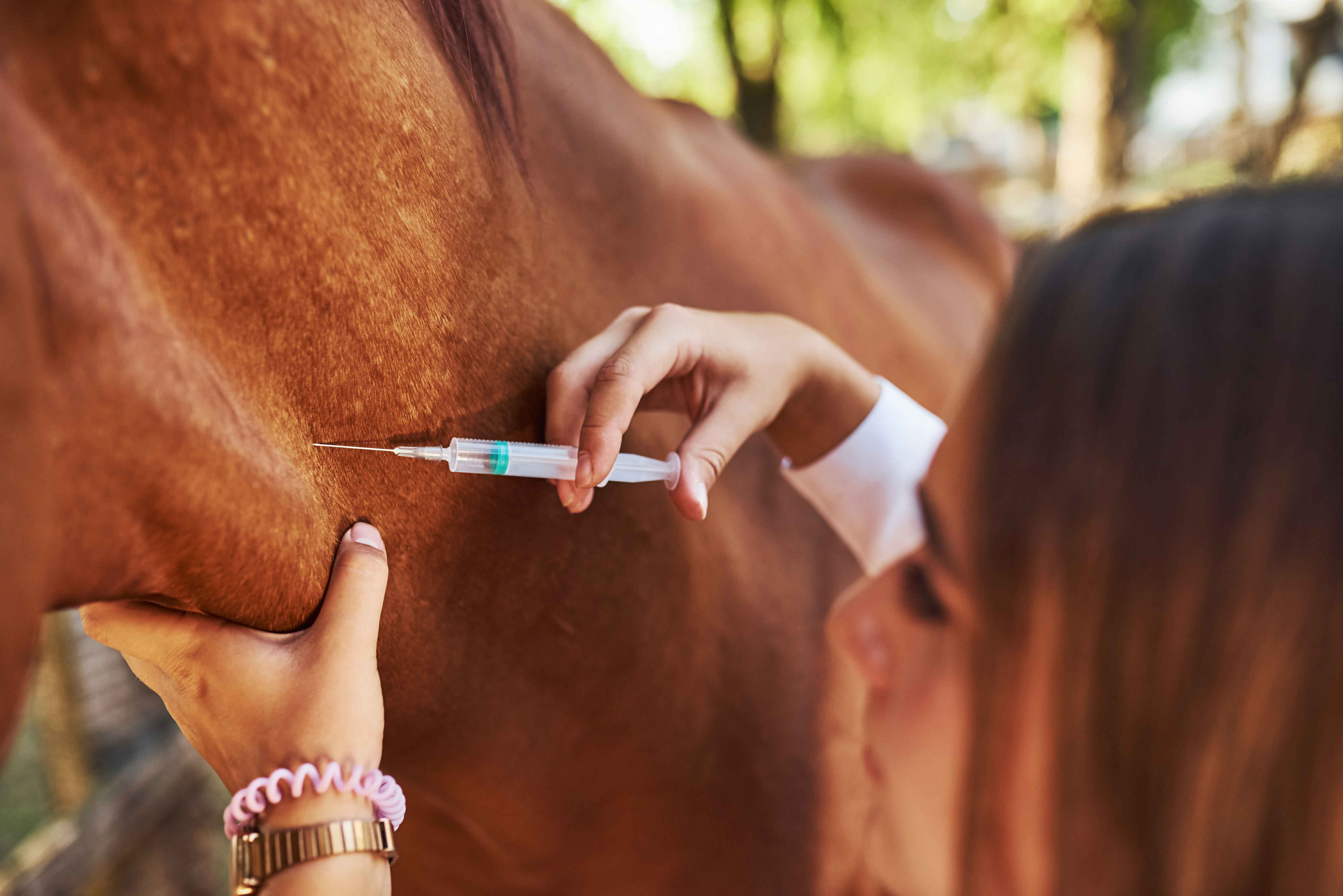 Tierarzt steckt Spritze in Pferd 