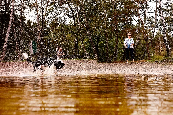 Wandelen met de hond: een hond speelt in het water in nationaalpark de Meinweg