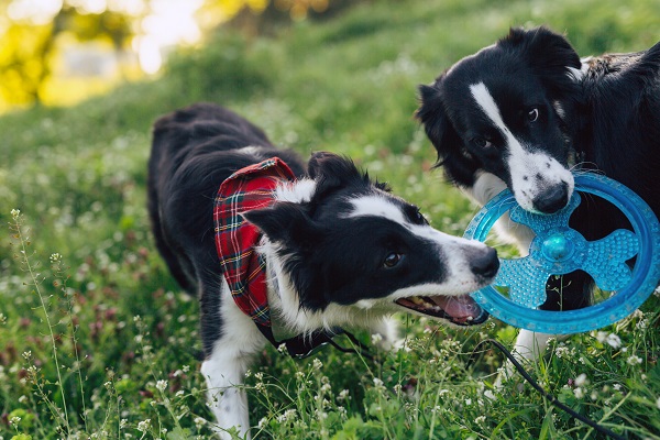 Twee honden spelen met een frisbee op een hondenspeelveldje