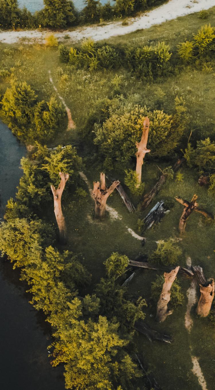 Luchtfoto van een grasrijk natuurgebied met verspreid staande dode boomstammen, zowel op het land als in het water. Een kronkelend pad loopt langs het bosrijke gebied, en de bomen werpen lange schaduwen in het zachte ochtendlicht.