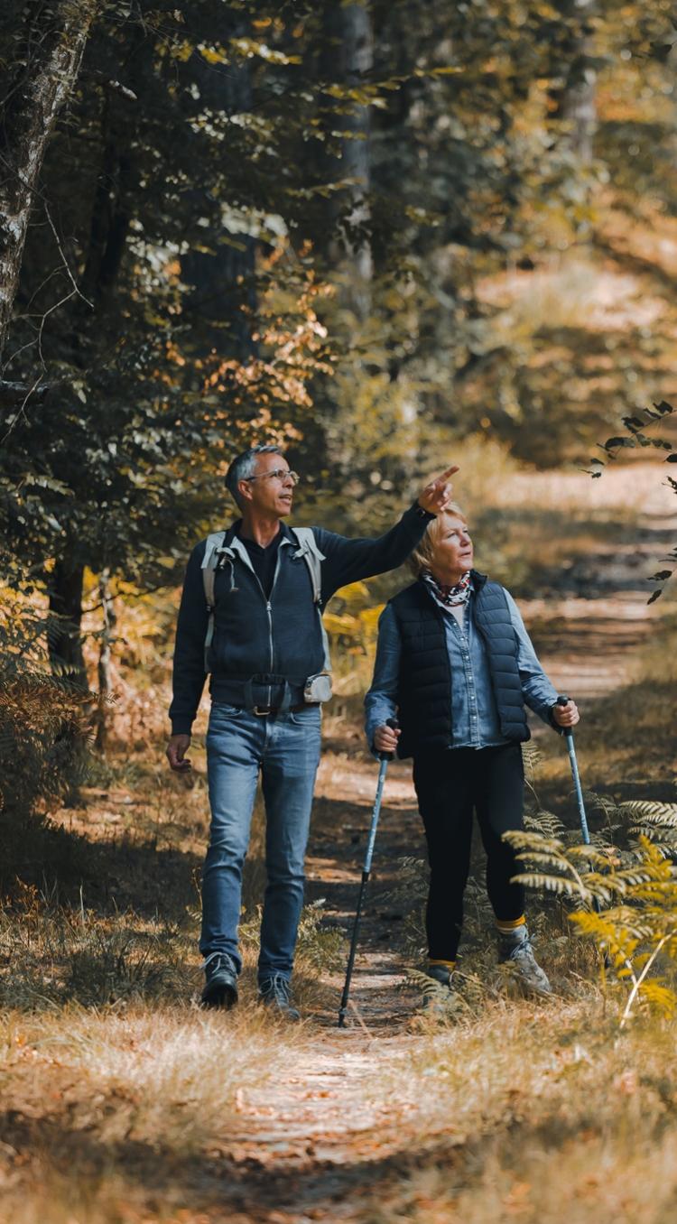 Een open heideveld met bomen en struiken aan de rand van een mistig bos in Nationaal Park De Meinweg.