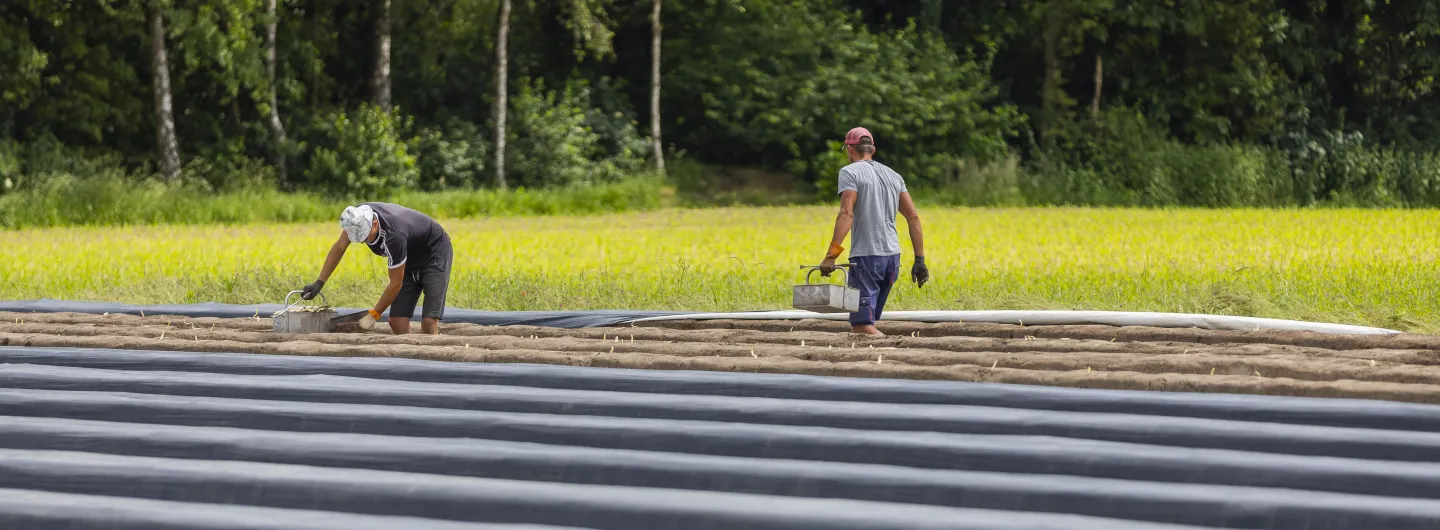 Twee arbeiders steken asperges op een aspergeveld, omringd door groen en bosrand. Ze dragen emmers en werken tussen de opgetilde zwarte folie.