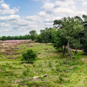 Uitzicht over een heideveld met bomen en wandelpad in een Limburgs natuurgebied, onderdeel van de Big Five.
