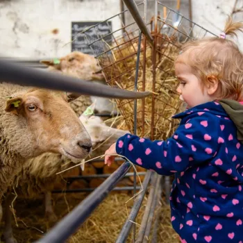 Klein meisje in een donkerblauw jasje met hartjes voert een schaap in een stal.