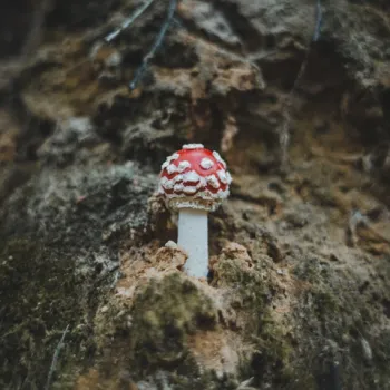 Close-up van een rood met witte paddenstoel die uit de bosgrond omhoogkomt, tussen mos en aarde in een Limburgs natuurgebied.