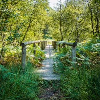 Houten knuppelbrug met leuning door groen bos en varens in Nationaal Park De Meinweg.