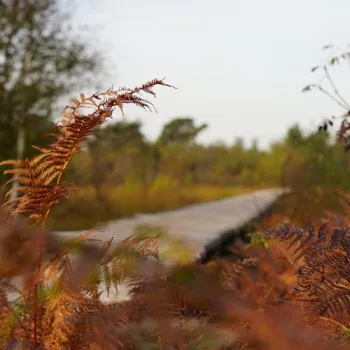 Knuppelpad in Nationaal Park De Groote Peel met varens op de voorgrond en het pad dat door het heidelandschap loopt.
