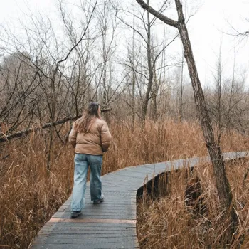 Wandelaar loopt over een kronkelend knuppelpad door riet en struiken in Nationaal Park De Meinweg.