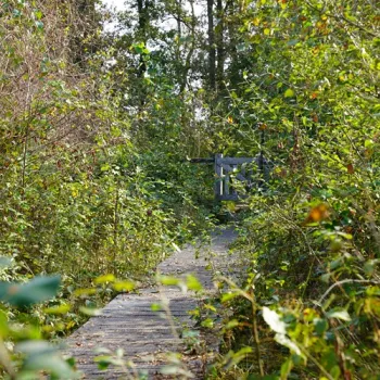 Smalle knuppelbrug door dichtbegroeid groen op een wandelpad in natuurgebied Kempen~Broek.