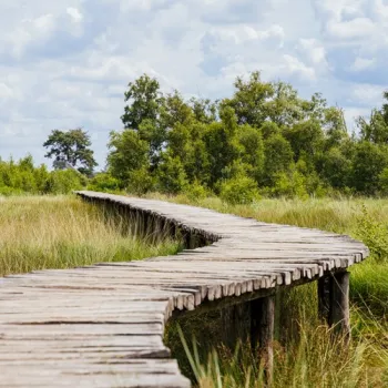 Slingerend houten knuppelpad door grasland en natuur in Nationaal Park De Groote Peel onder een lichte wolkenlucht.