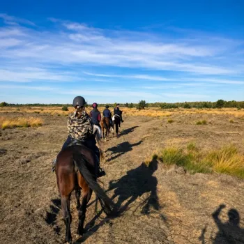 Groep ruiters te paard tijdens een buitenrit door het open heidelandschap van de Weerter- en Budelerbergen.