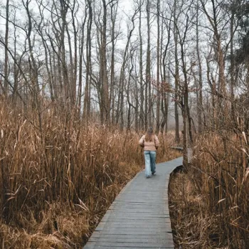 Een wandelaar loopt over een houten vlonderpad tussen hoog riet en kale bomen in een herfstachtig natuurgebied.